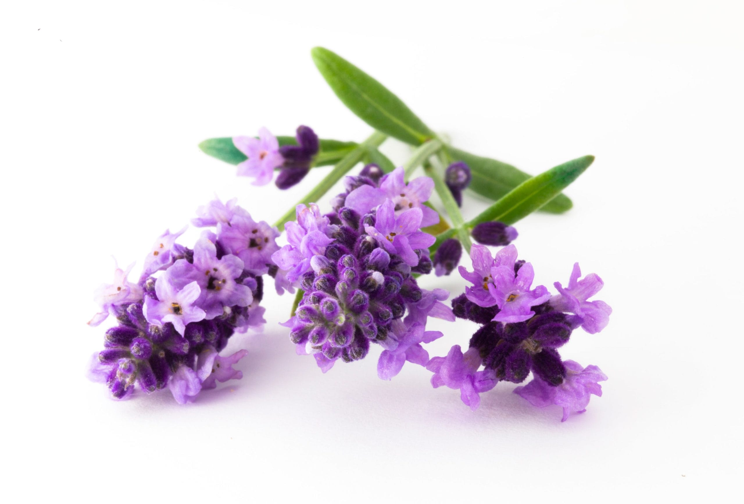 Floralterapia