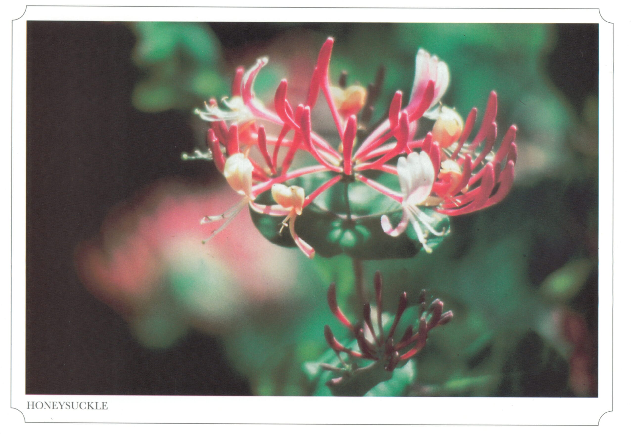 HoneySuckle 600 (1)